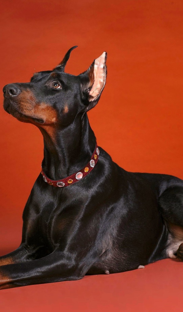 Доберман смотрит вверх