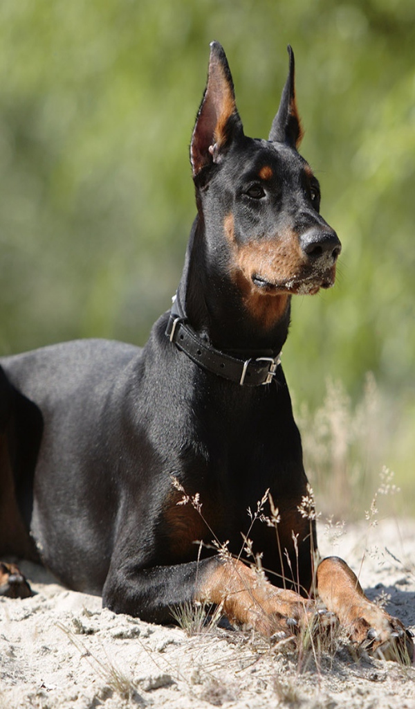 Доберман лежит на песке