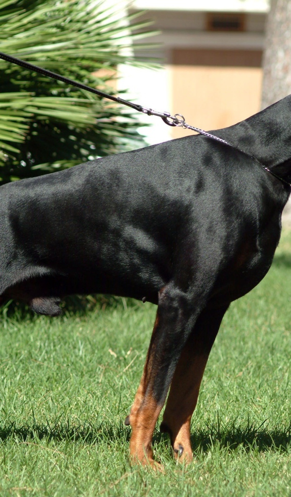 Доберман на поводке