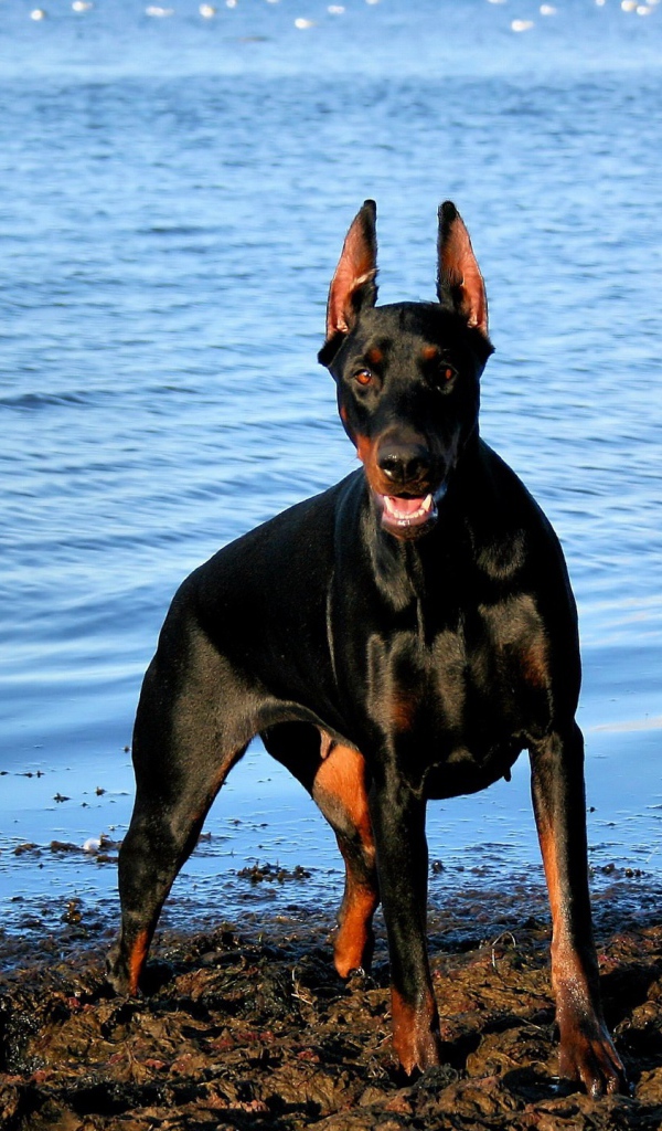 Доберман у воды