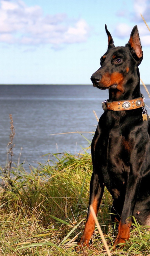 Доберман на берегу моря