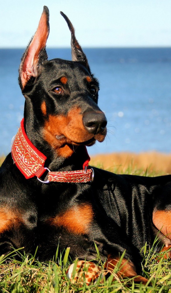 Доберман на побережье
