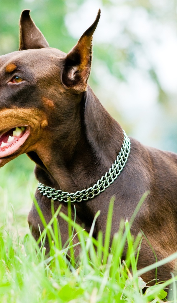 Доберман на газоне