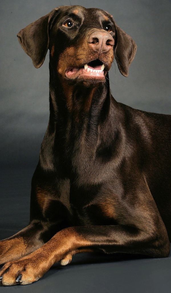 Доберман позирует
