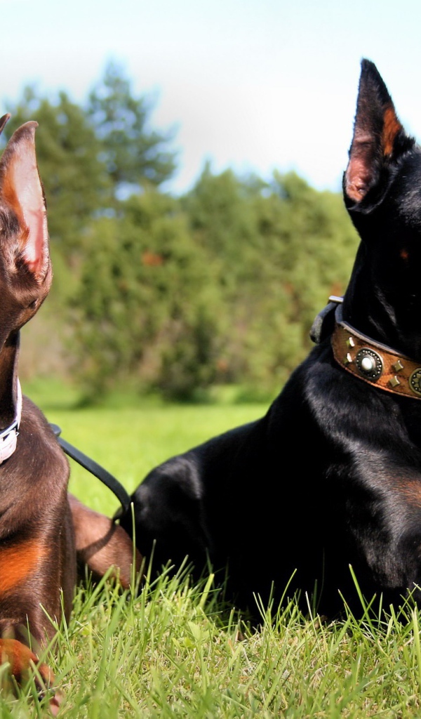 Пара доберманов на прогулке