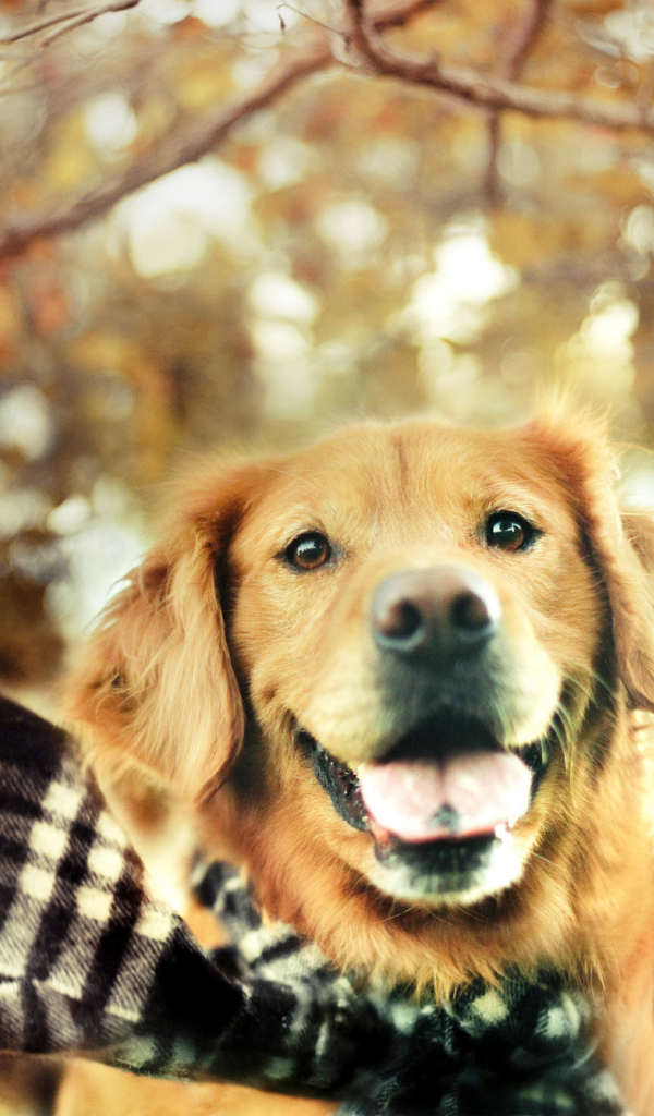 Собака золотистый ретривер