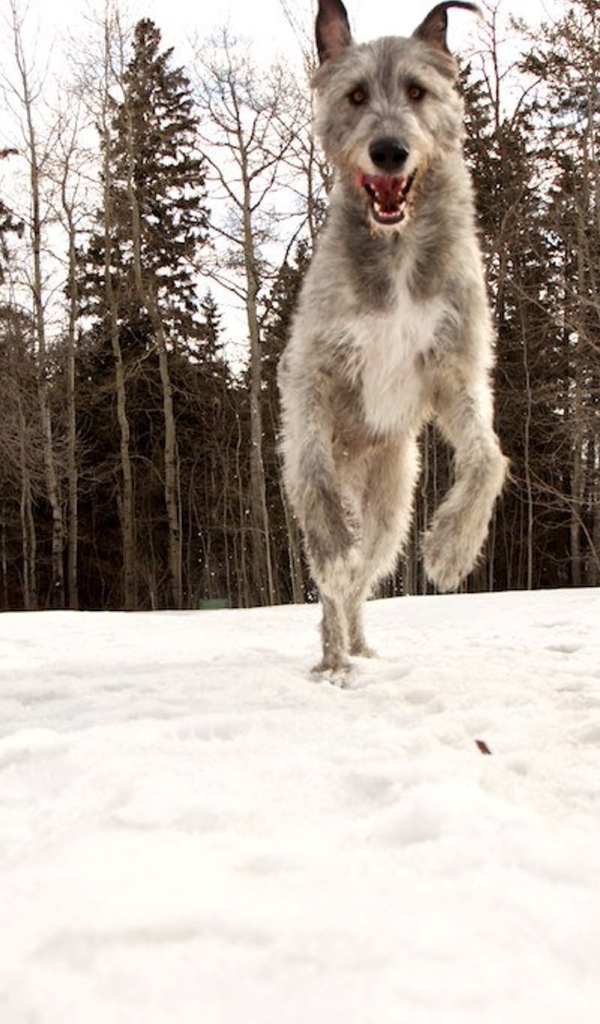 Собака ирландский волкодав в лесу