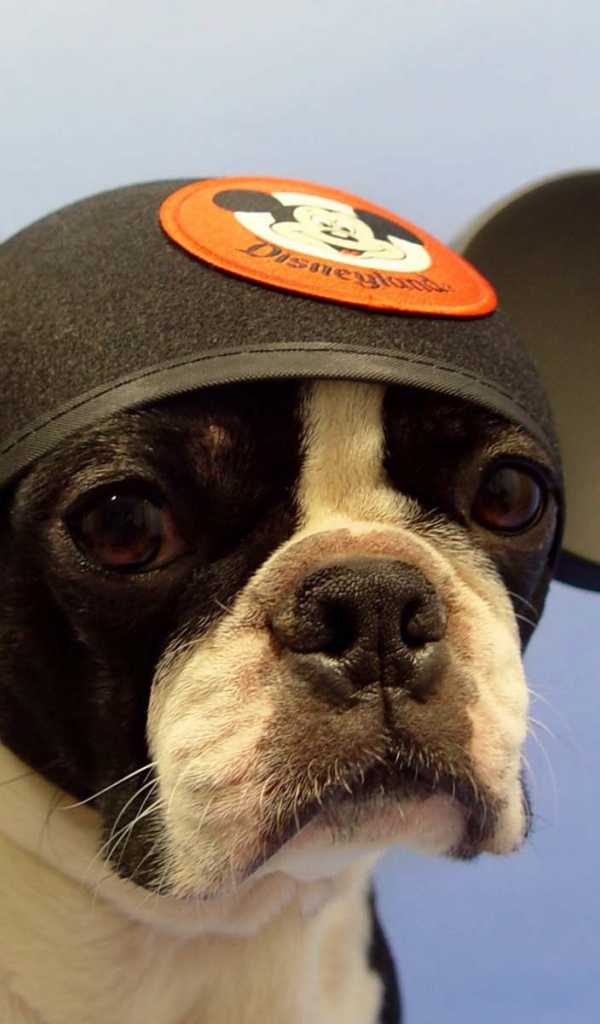 Собака Микки Маус