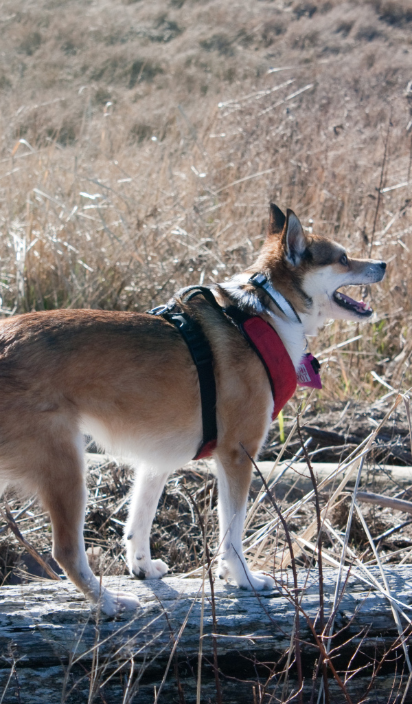 Собака норвежский лундехунд
