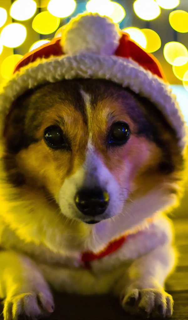 Собака Санта клаус