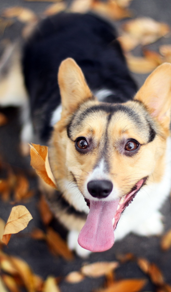 Собака и осенние листья