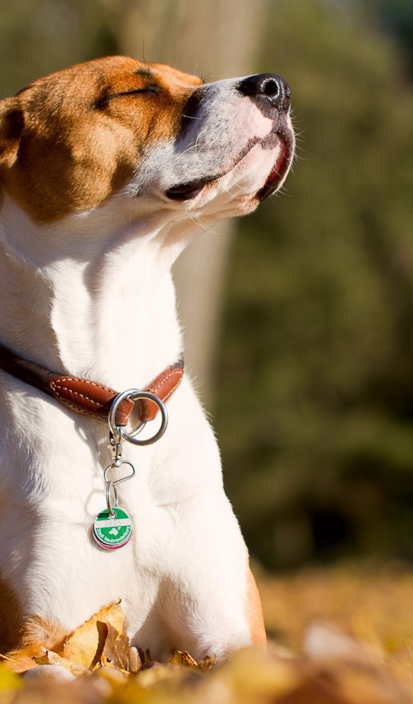 Собака греется на солнце