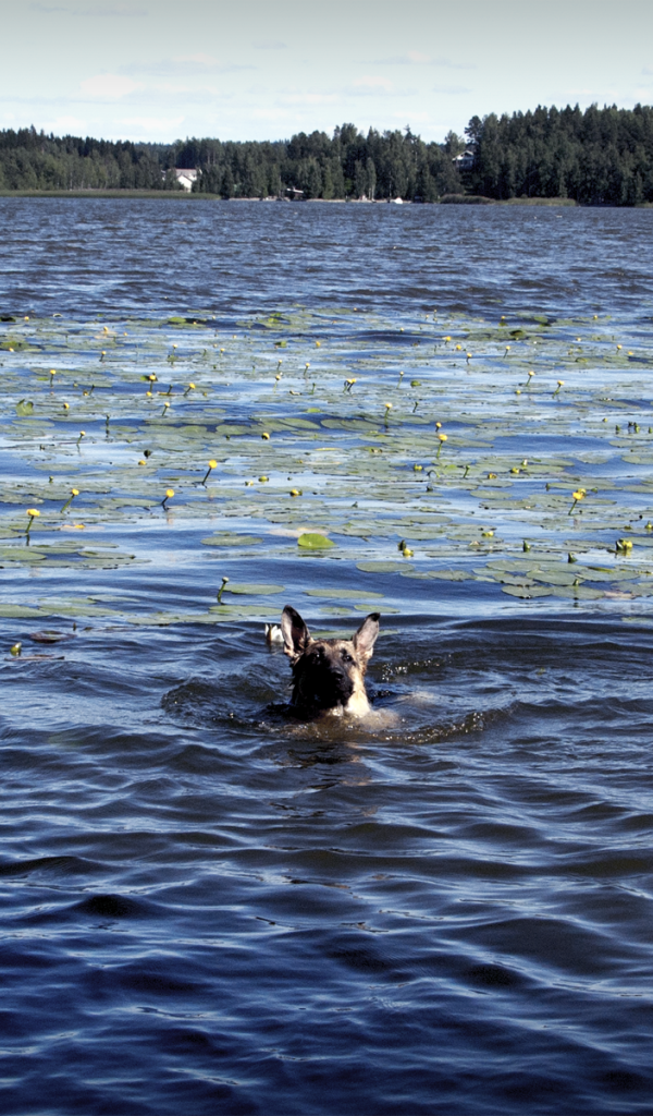 Собака плывет по озеру