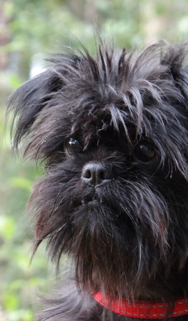 Собака породы аффенпинчер