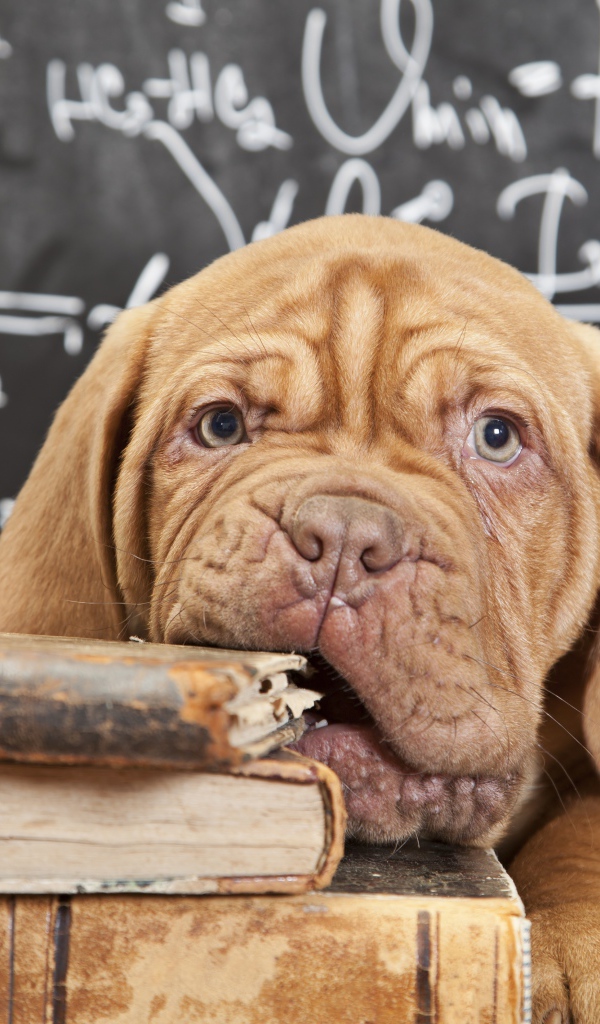 Собака грызет книги