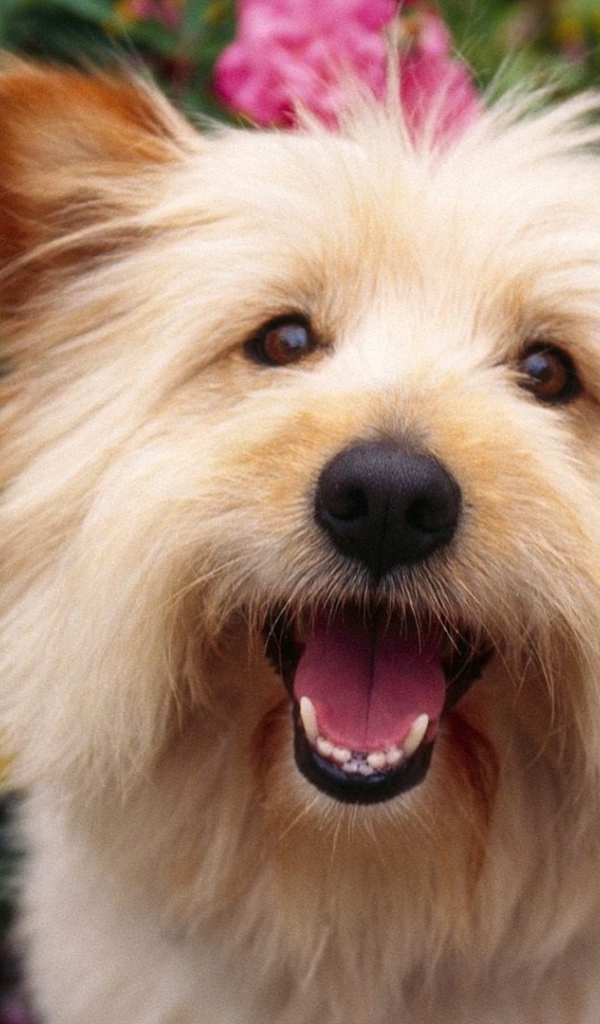 Собака выражает радость