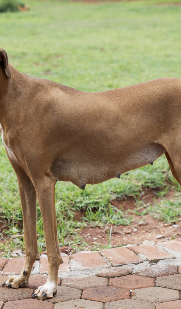 Собака девочка азавак