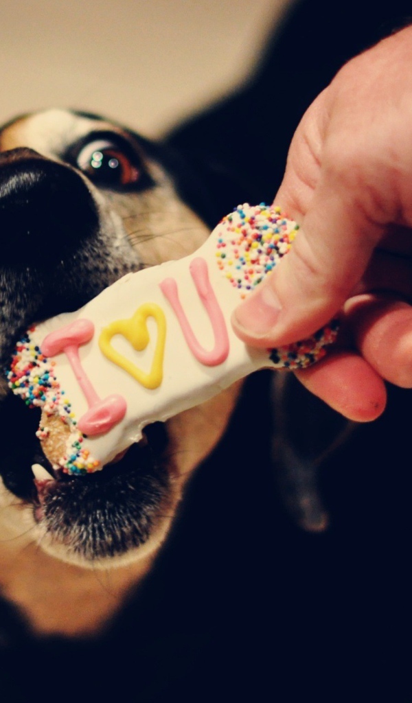 Собаке дают печенье