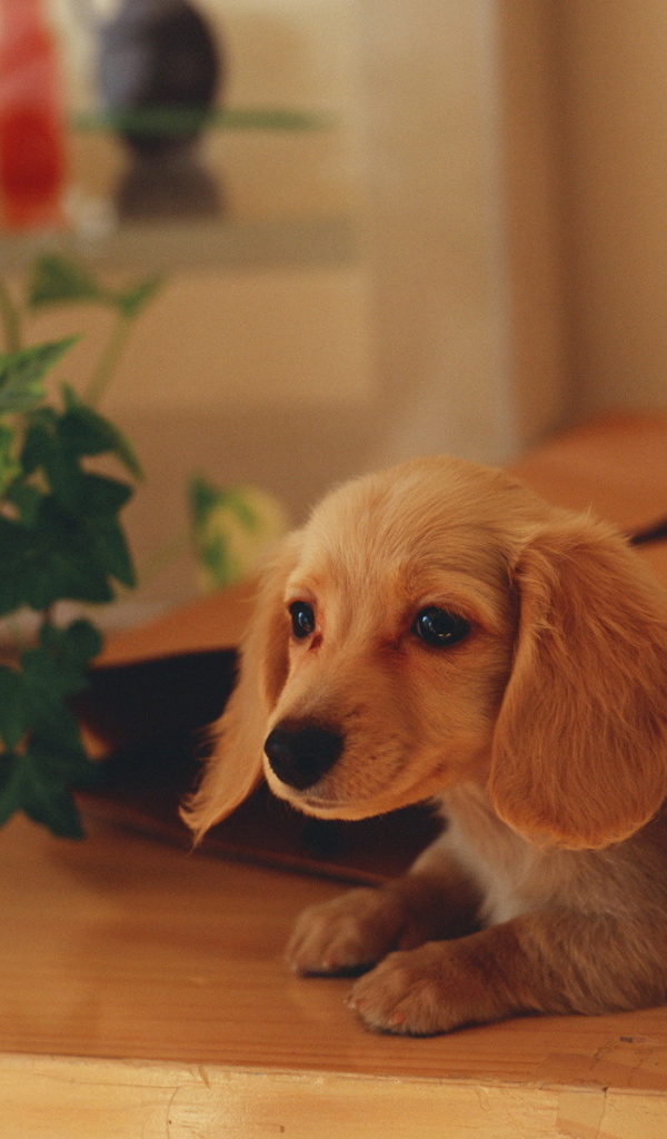 Собака в подарочной сумке