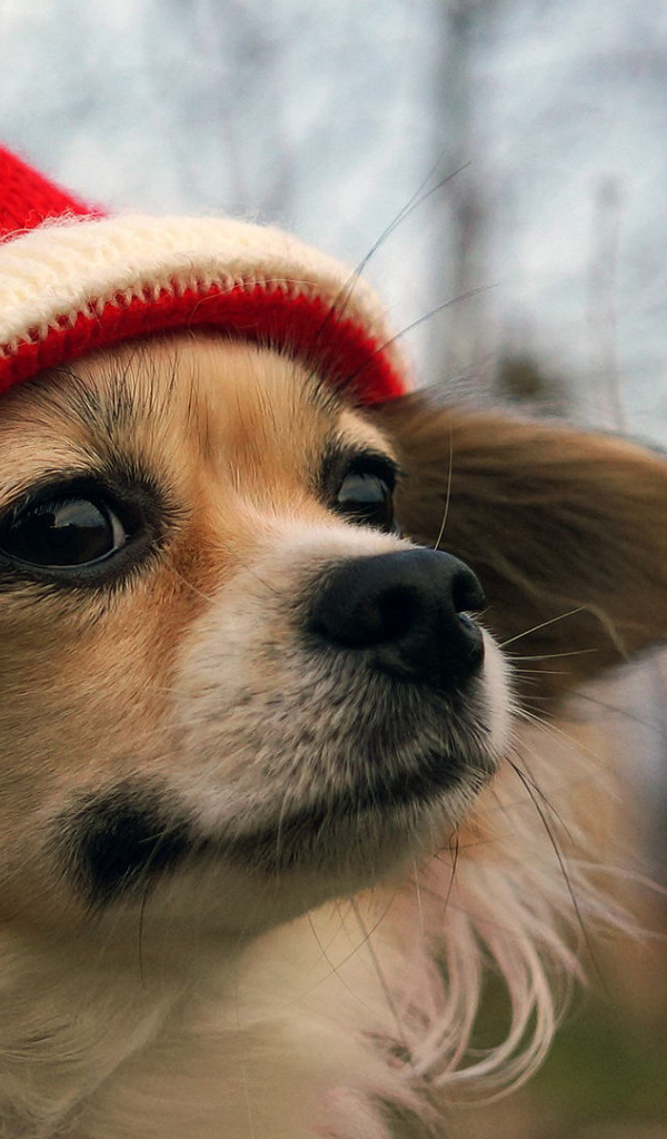 Собачка в красной шапке