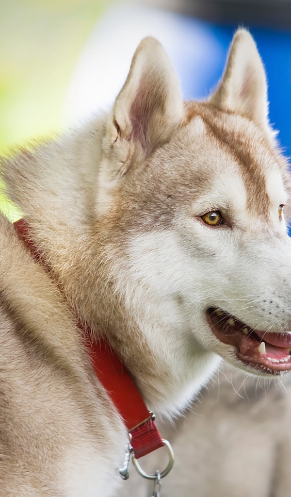 Собака в красном ошейнике