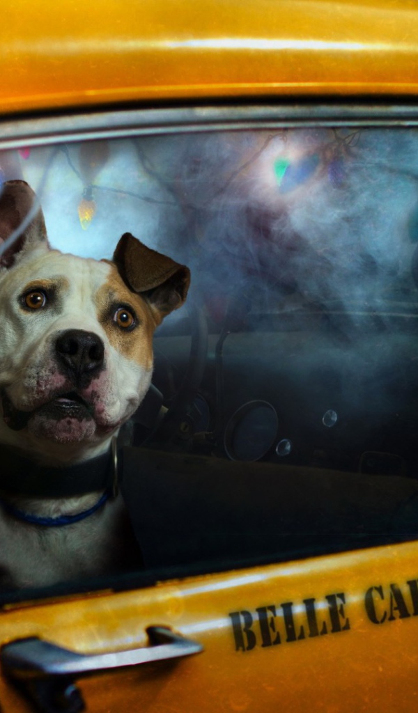 Cобака в такси