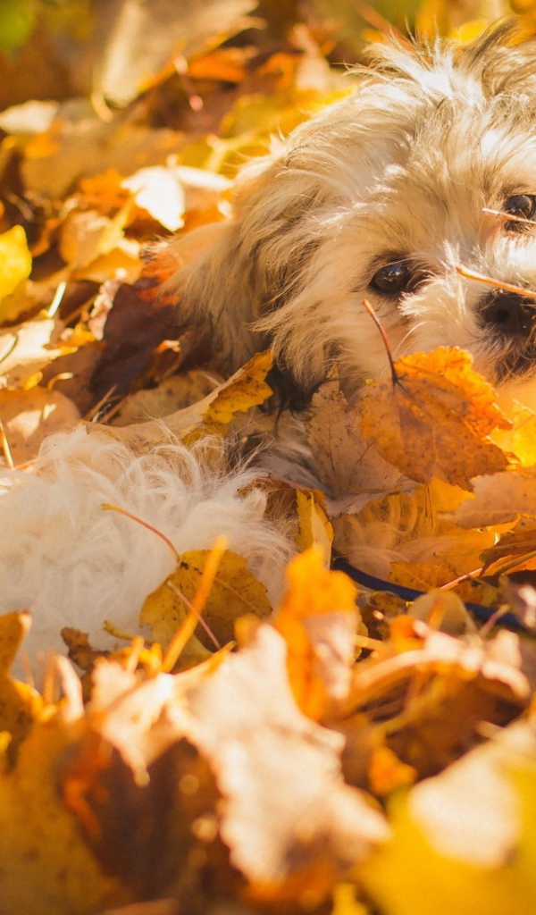 Собака в осенних листьях