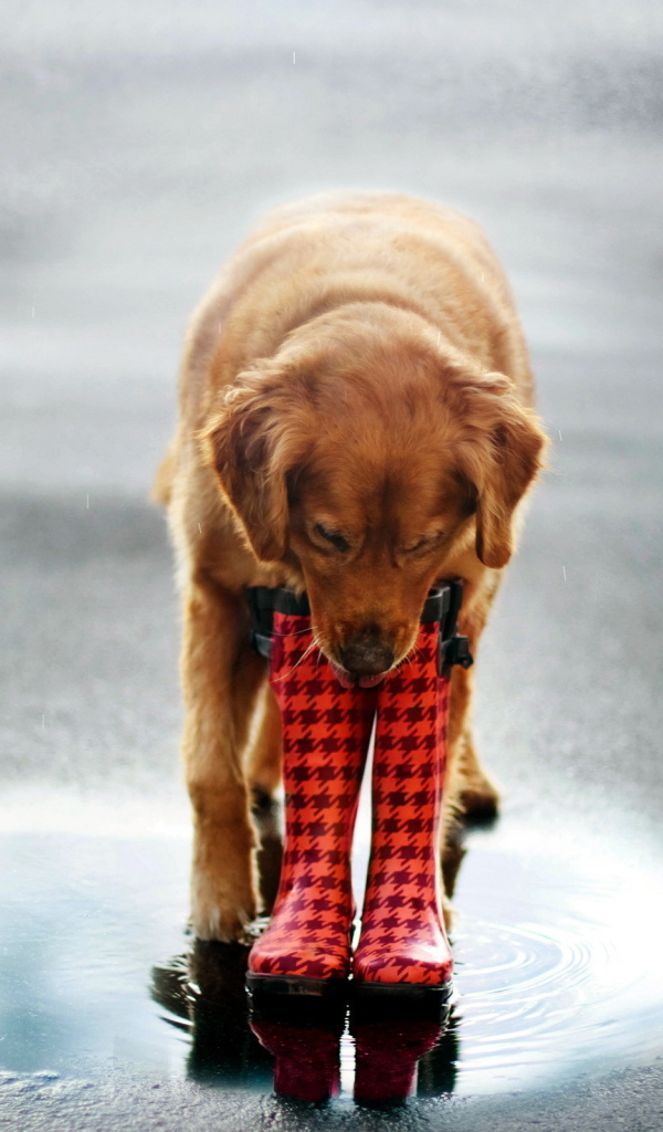 Собака в сапогах