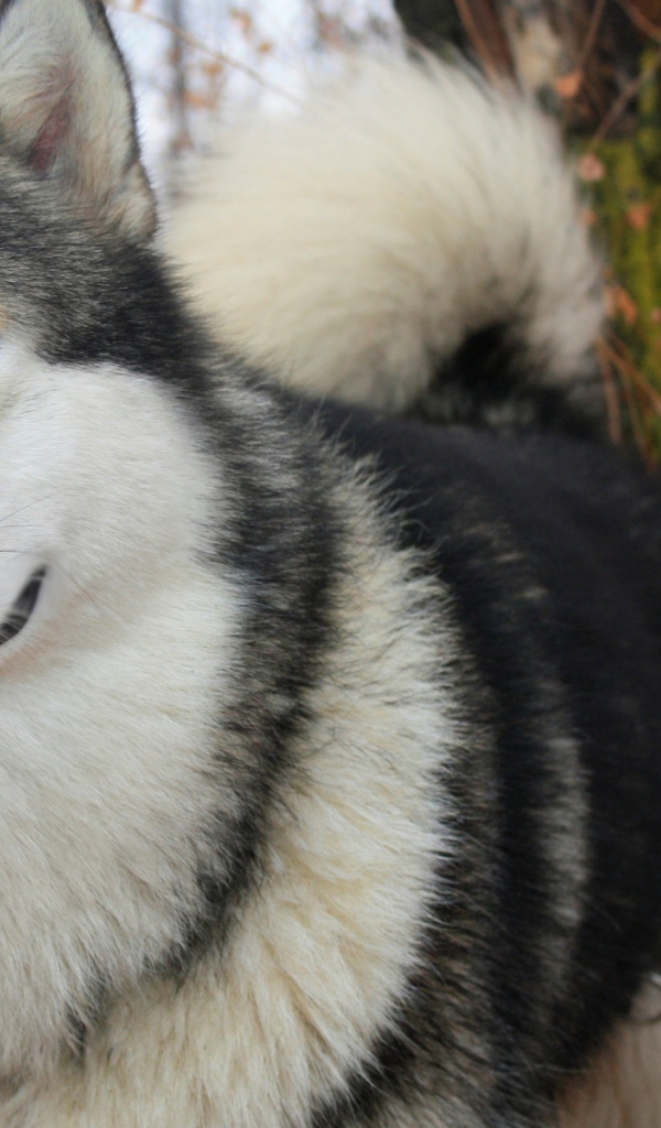 Лайка в осеннем лесу