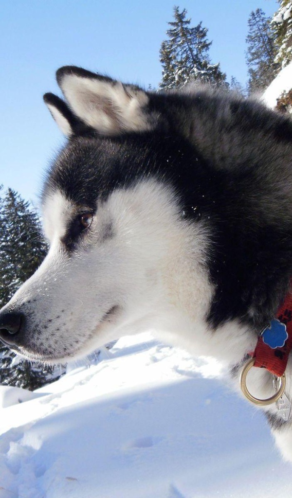 Лайка в тайге