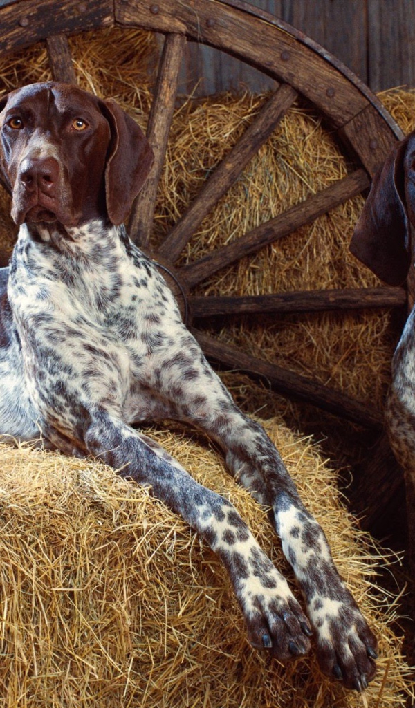 Собаки на сене