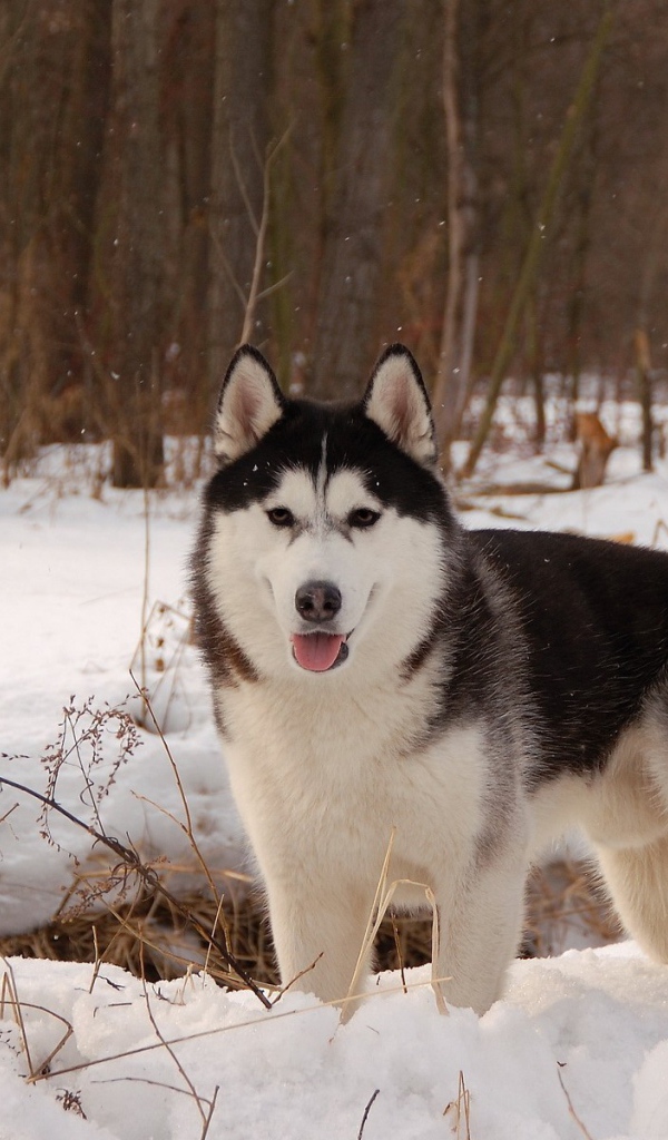 Лайка  в весеннем лесу