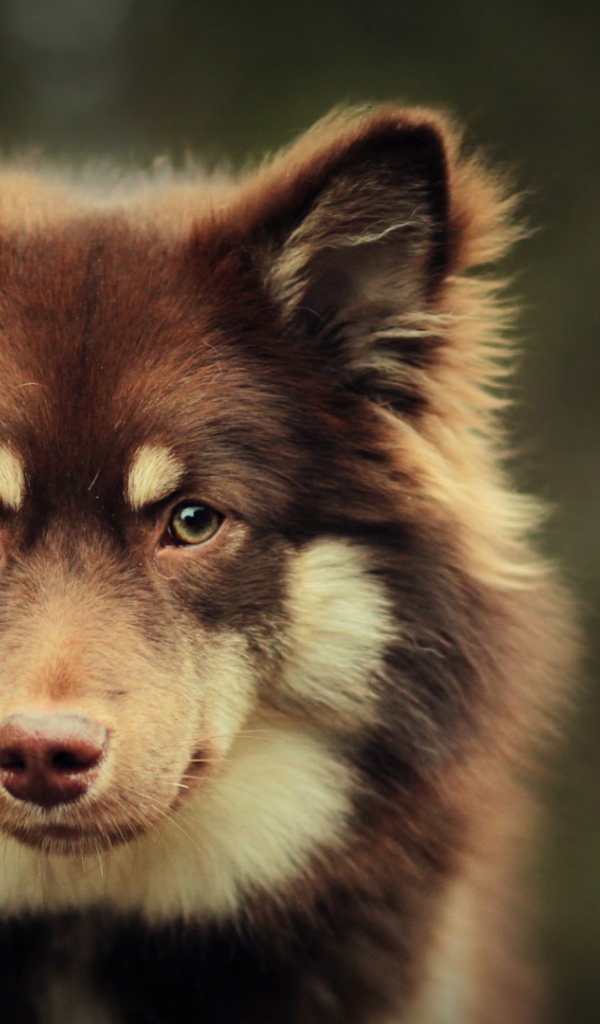 Собака в ожидании