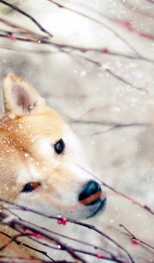 Собака зимой