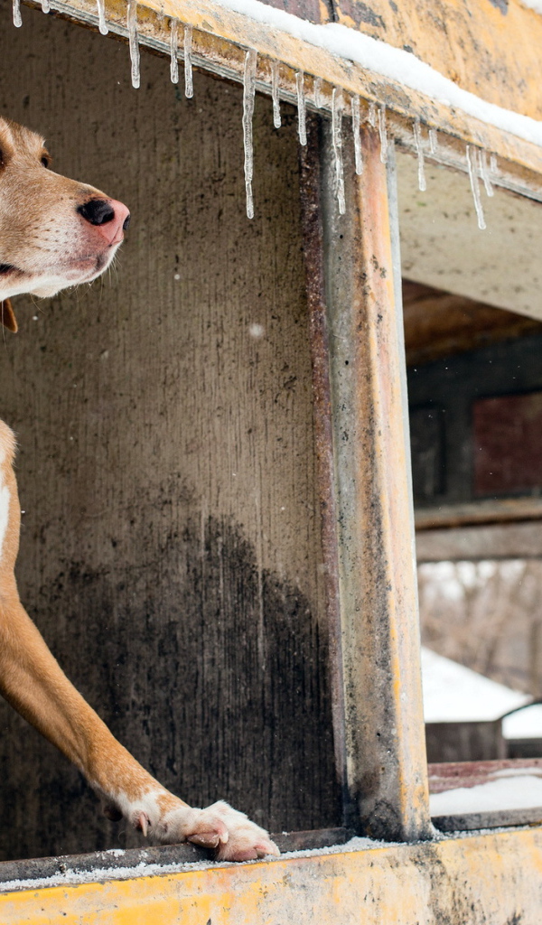 Собака смотрит в окно