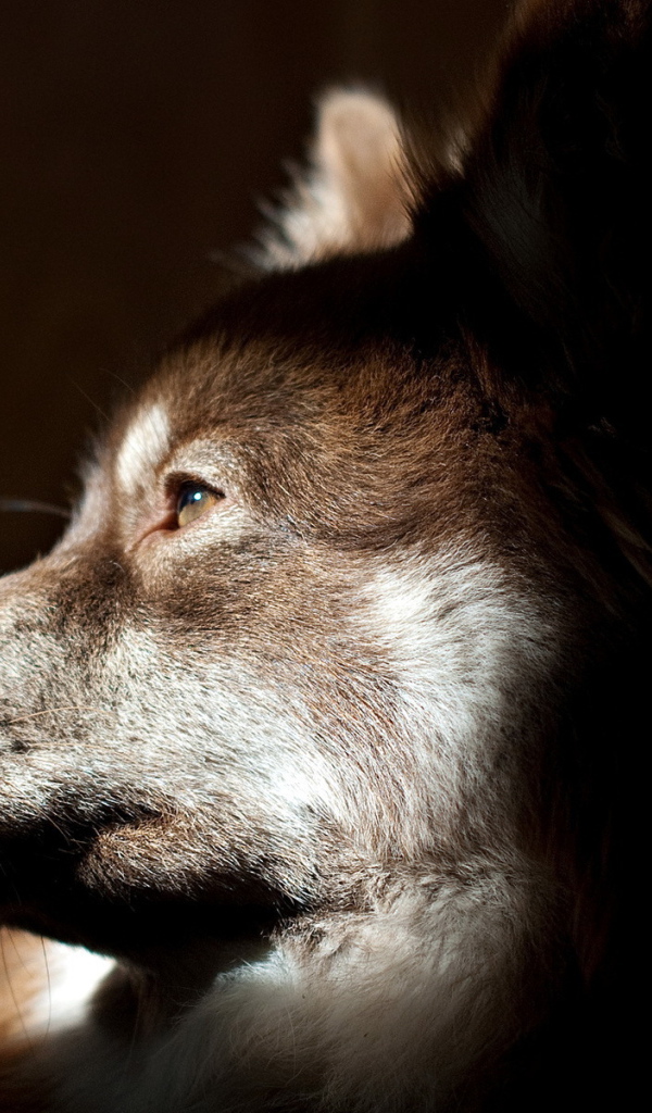 Собачья морда