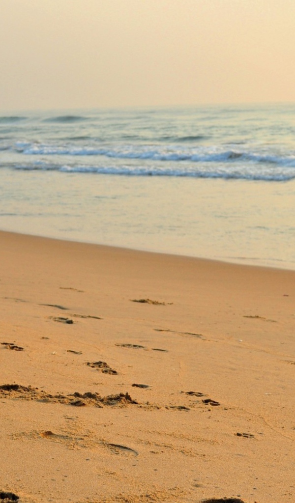 Собака около моря