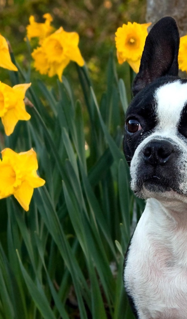 Собака у желтых цветков