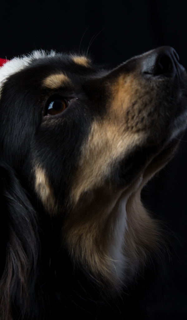 Собака на черном фоне