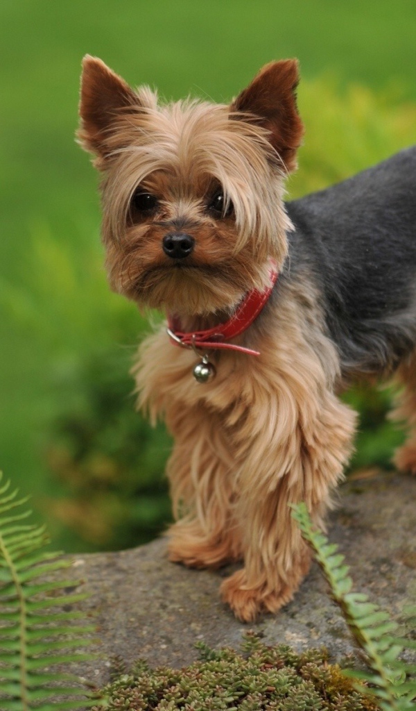 Собака на камне