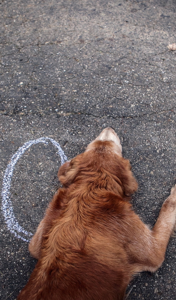 Собака на асфальте