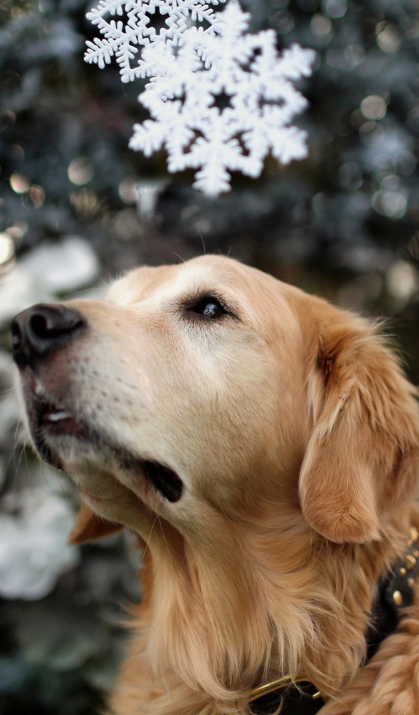 Собака на празднике