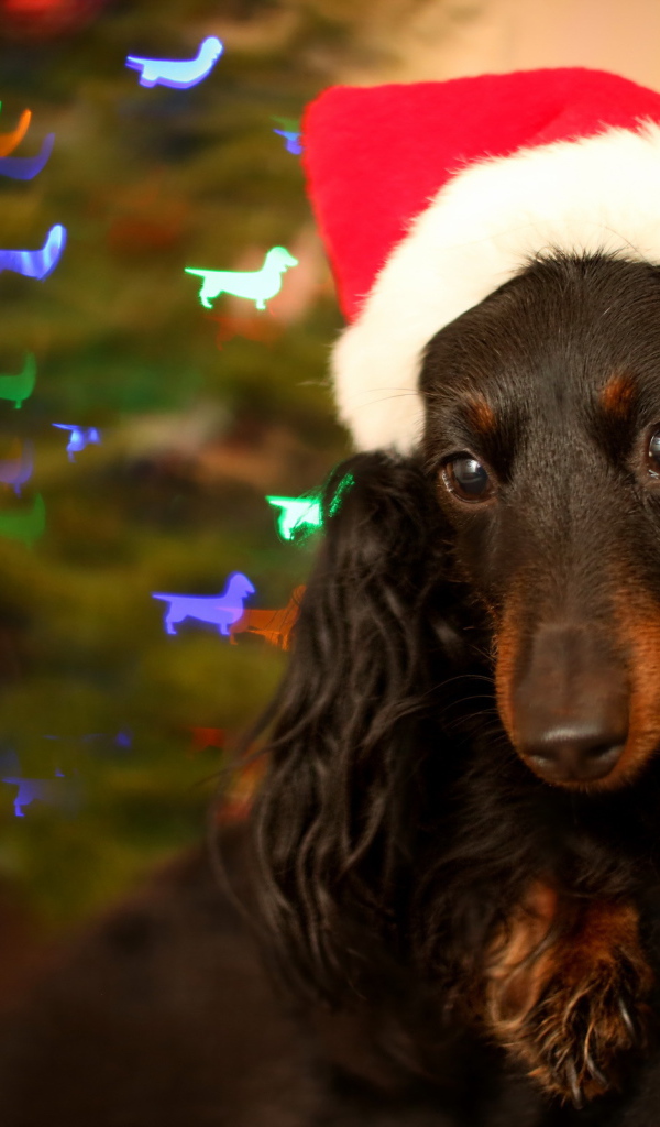 Собака на празднике