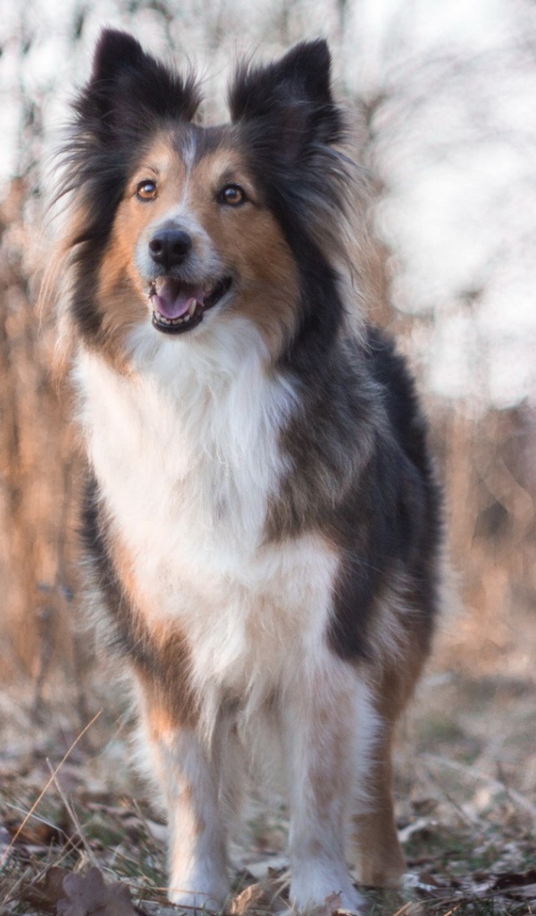 Cобачка на сухой траве