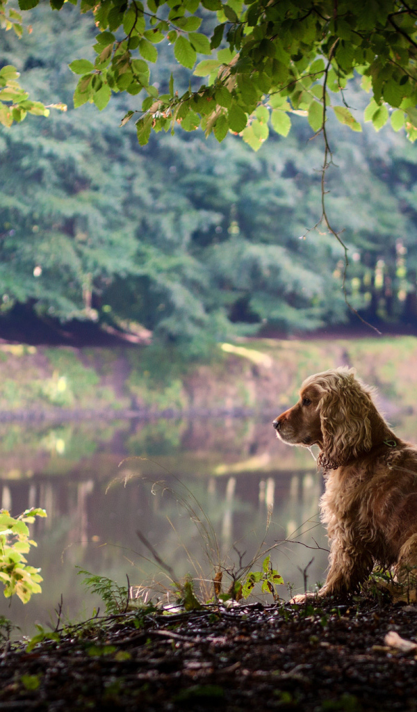 Собака на берегу