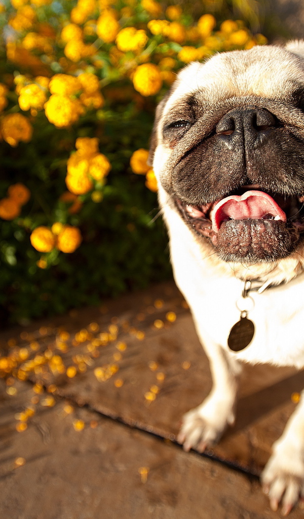 Собака мопс