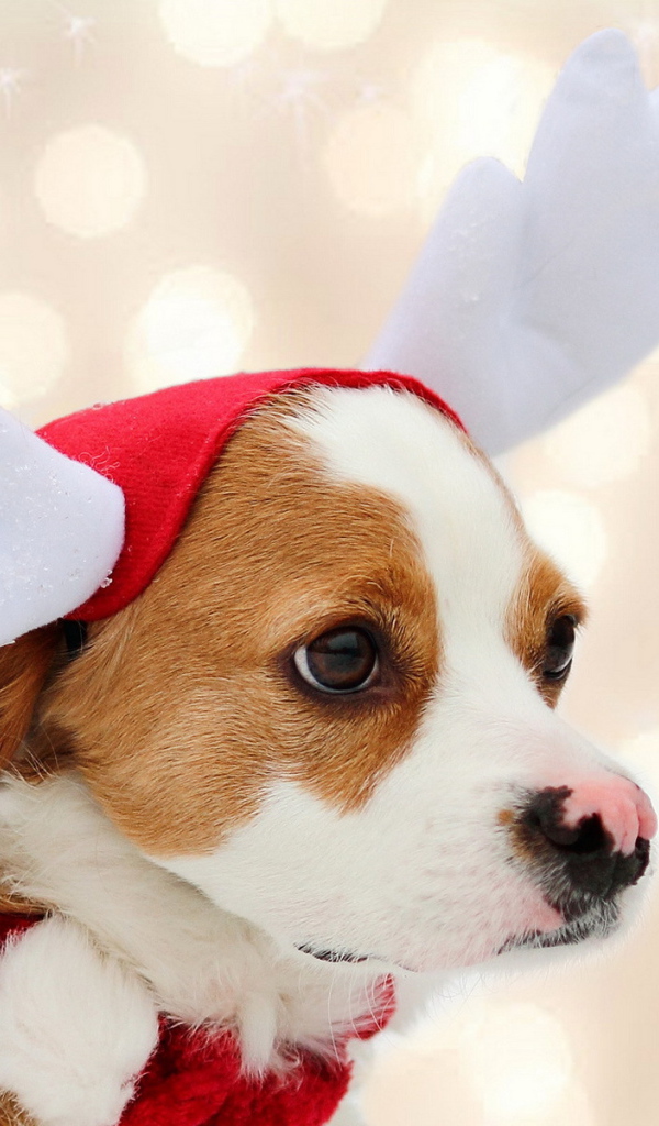 Собака в костюме оленя