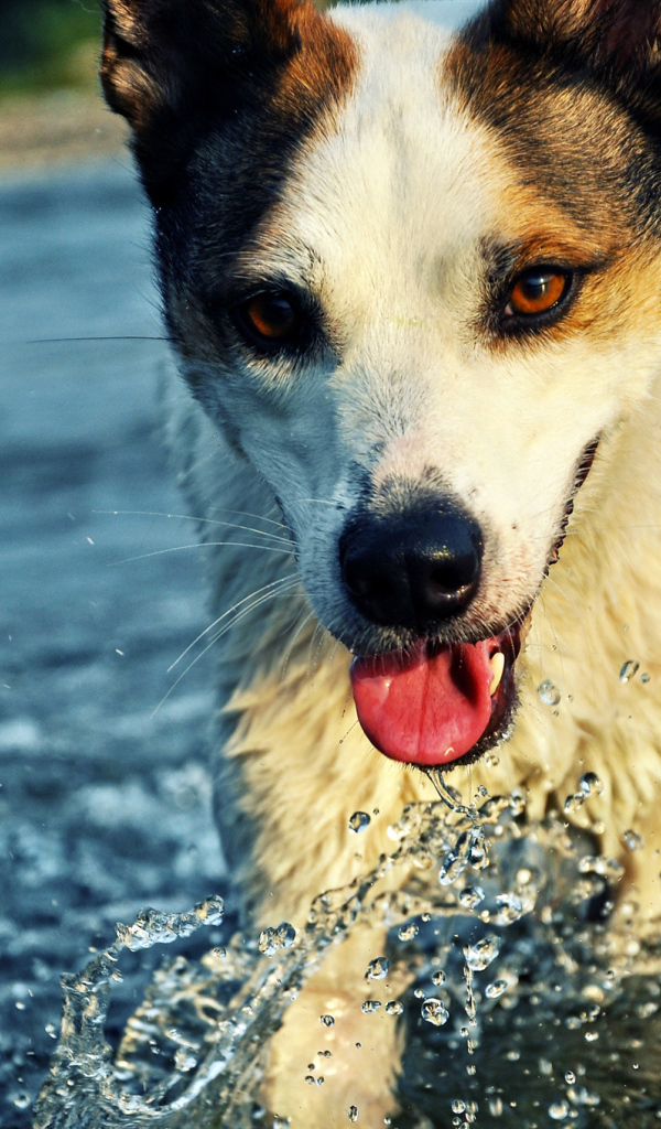 Собака бежит по воде