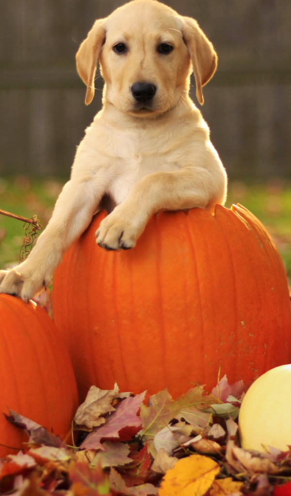 Собака сидит в тыкве