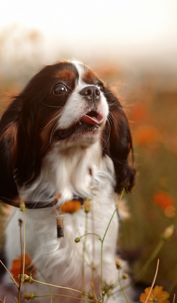Собака сидит в цветах
